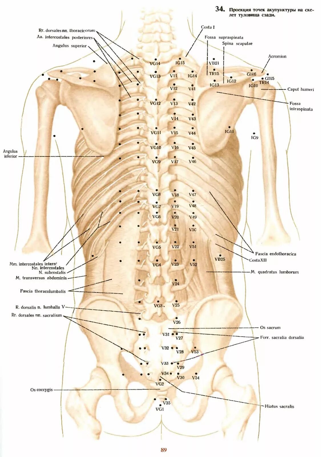 Точки на пояснице. Точки акупунктуры на спине человека атлас. Точки на пояснице акупунктурные точки. Атлас акупунктуры спины. Атлас точек акупунктуры.
