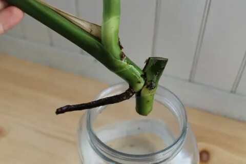Укоренение монстеры черенками