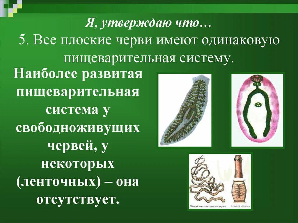 Образ жизни плоских червей. Системы органов у свободноживущих плоских червей. Свободноживущие плоские черви. Свободноживущие плоские черви строение. Редуцирование пищеварительной системы у плоских червей.