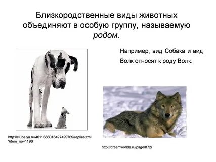 Почему люди объединяются в особые группы