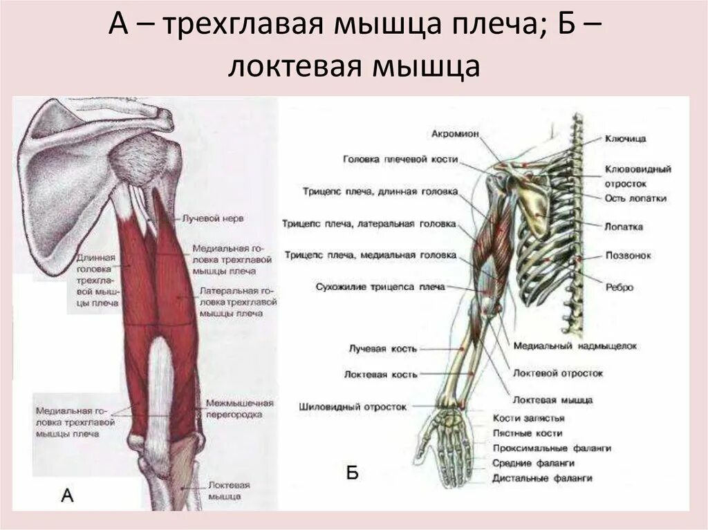 Прикреплены к костям