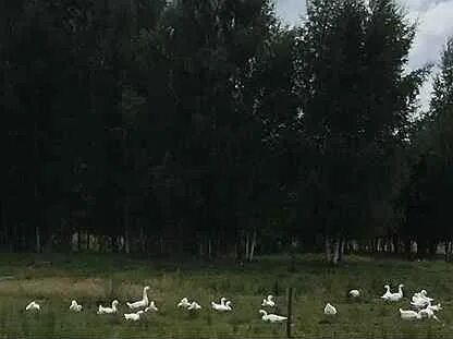 Животные шаховская
