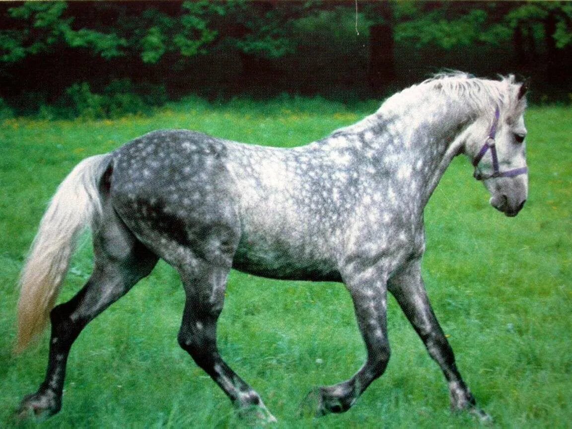 Орловский рысак серый. Орловский рысак (орловская рысистая). Серая лошадь с белыми пятнами огэ. Ахалтекинская серебристая. Лошадь близка к человеку.