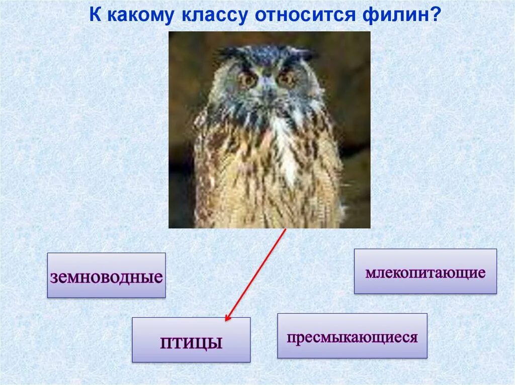 К какому типу относится сова. К какому классу относится филин. к какому классу относятся птицы. к какому классу относится животное. кто из животных млекопитающие сова.