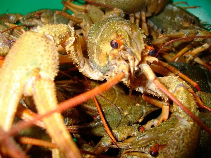 Продолжительность жизни речного рака. Pontastacus Leptodactylus. Rak. Crayfish Hunting.