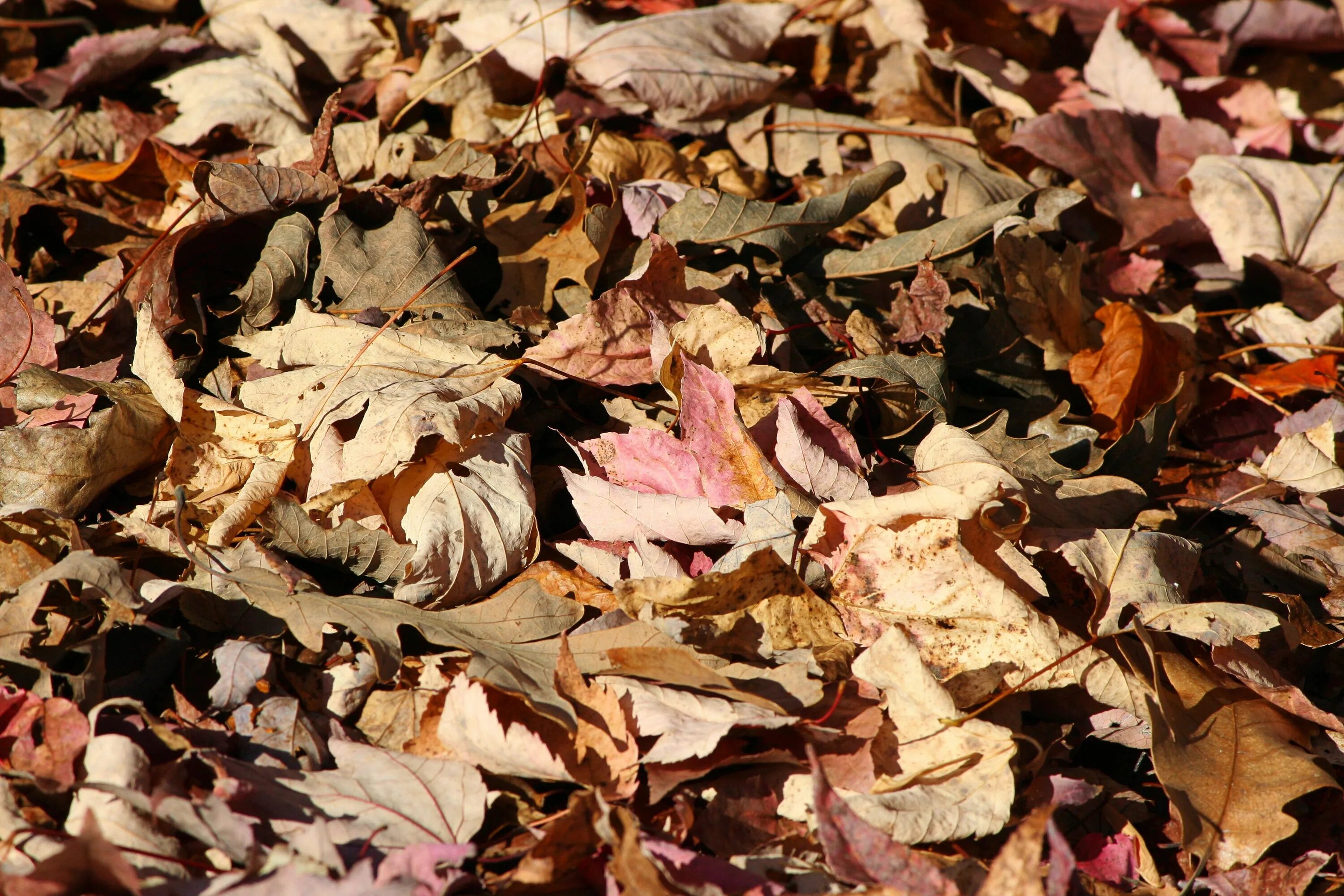 Листовой опад это. Пожухлые листья. Опавшие листья. Гиппенрейтер опавшие осенние листья.