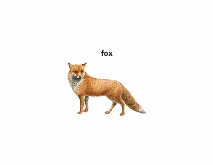Имя для лисы. Мое имя Лис. Onlyfans name Fox.