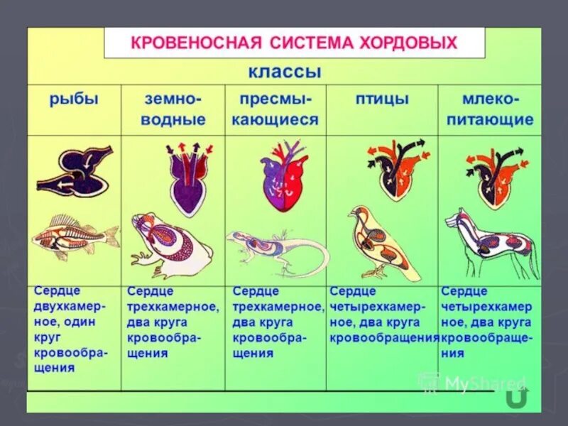 Признаки класса позвоночных животных. Схемы кровеносносной системы позвоночных. строение кровеносной системы позвоночных животных 6 класс. таблица 1 эволюция кровеносной системы позвоночных. эволюция кровеносной системы хордовых.