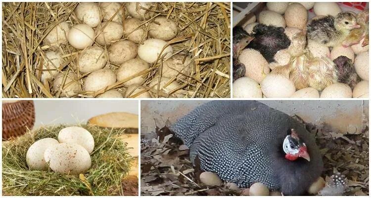 Сколько яиц несет гусыня. Индюшка высиживает яйца. Индюшка высиживает гусиные яйца.. Индюшки птенцы яйца. Домашние птицы несущие яйца.