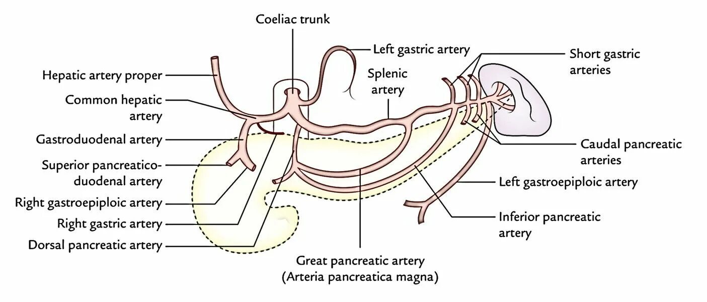 Trunk development. Trunk development