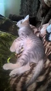 Принеси кота