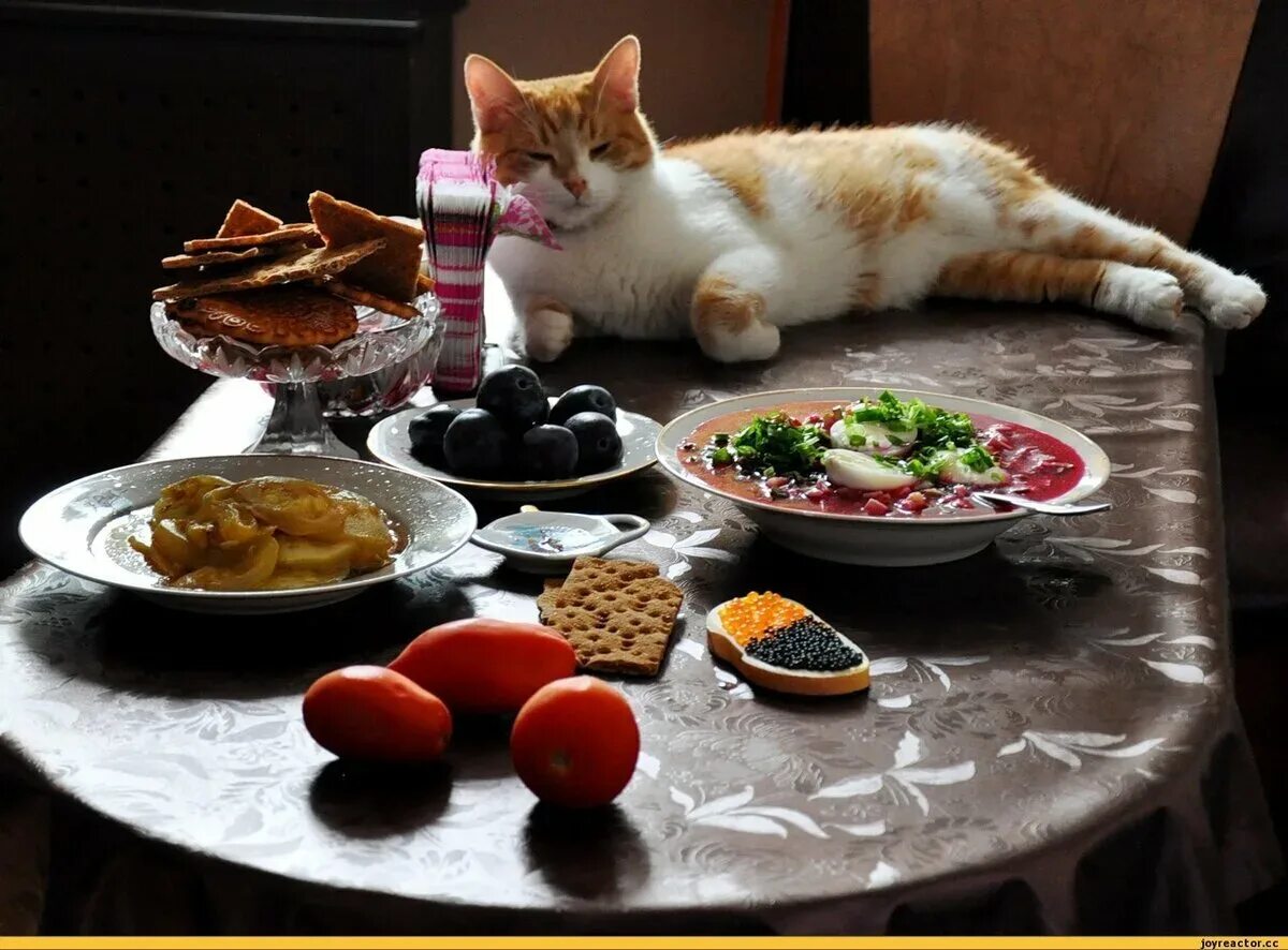 Кошка завтракает. Котик ужинает. Коты и еда. Еда для кошек.