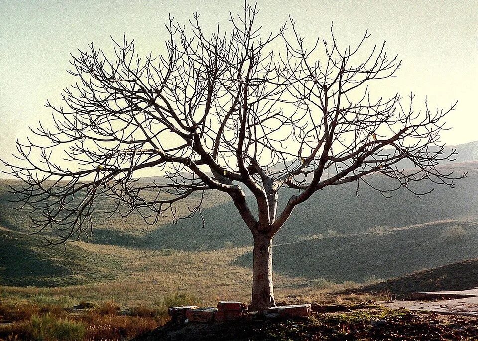 I see trees