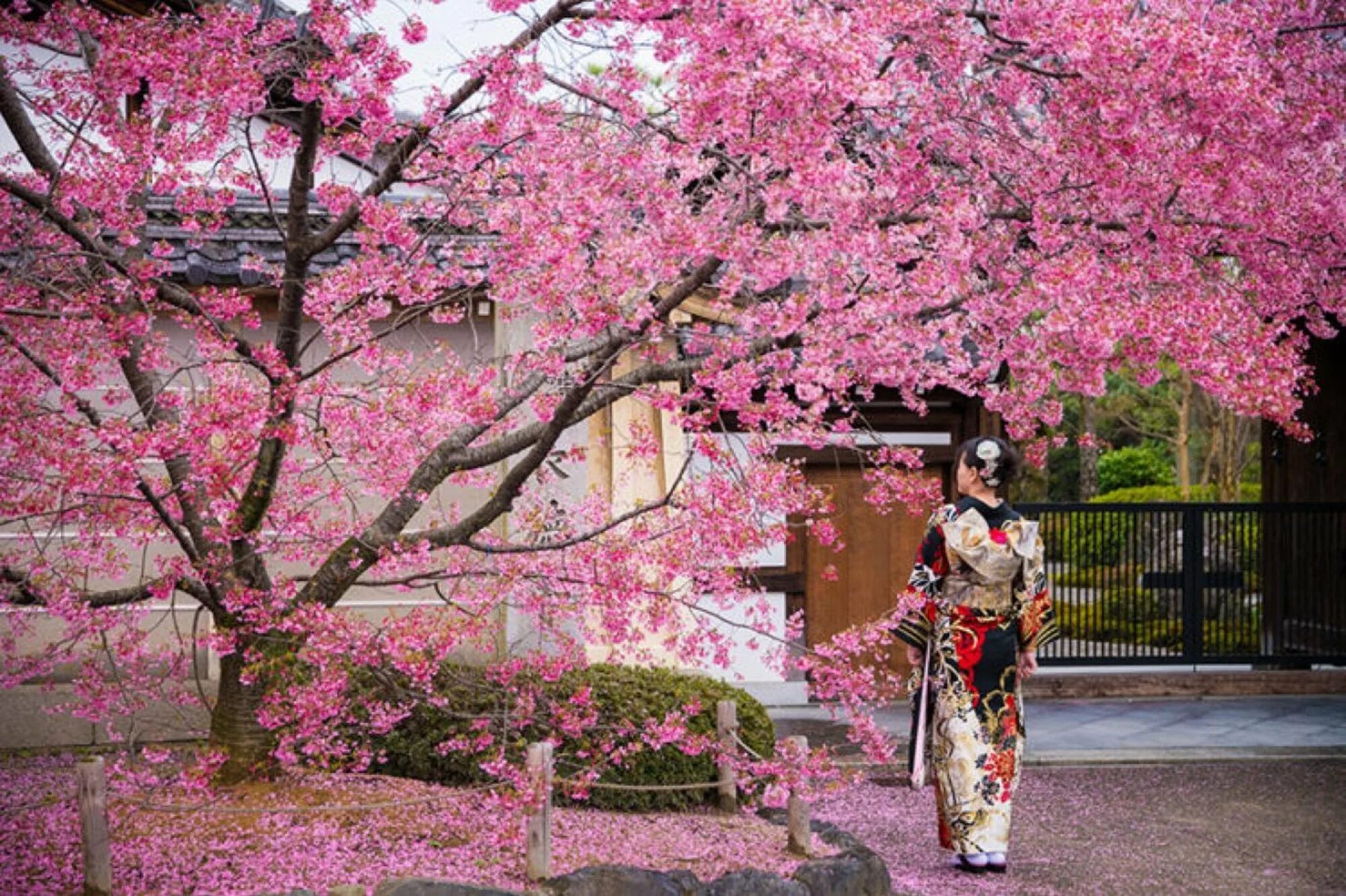 Черри блоссом в Токио. Цветение Сакуры Киото 2023. Япония Сакура Ханами. Период цветения Сакуры в Японии.