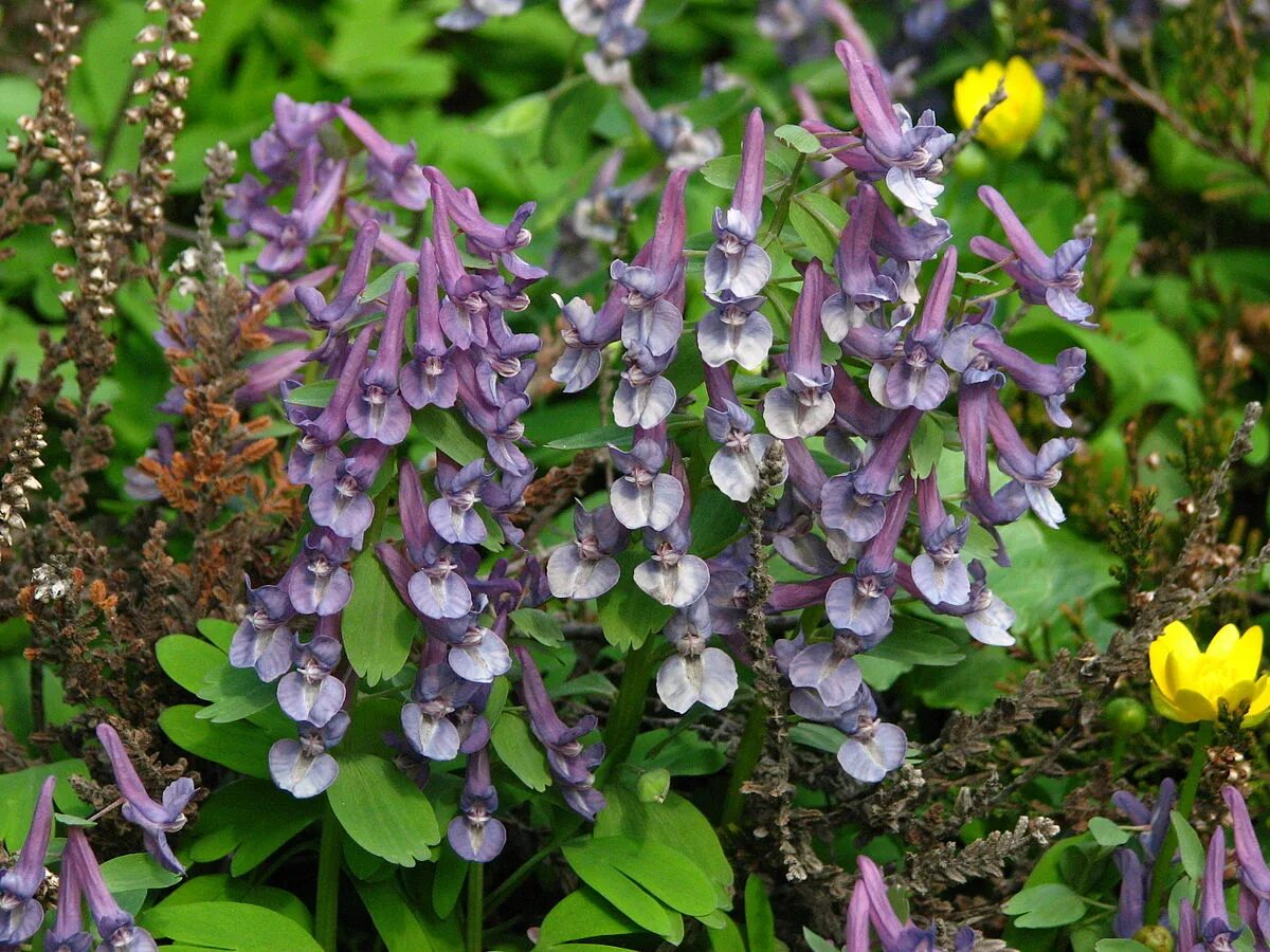 Хохлатка плотная. Хохлатка (Corydalis). Хохлатка первоцвет. Хохлатка дымянкообразная. Хохлатка Галлера.