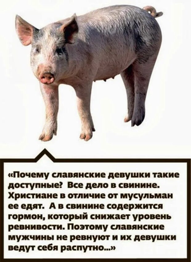 Почему мусульманам нельзя свинину. Христиане могут есть свинину. Христиане едят свинину. Почему мусульманам запрещено есть свинину.