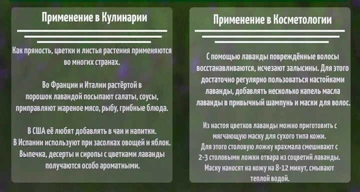 Лаванда для успокоения. Лаванда характеристика растения. Лаванда характеристика. Лаванда травник описание. Лаванда лекарственное растение.