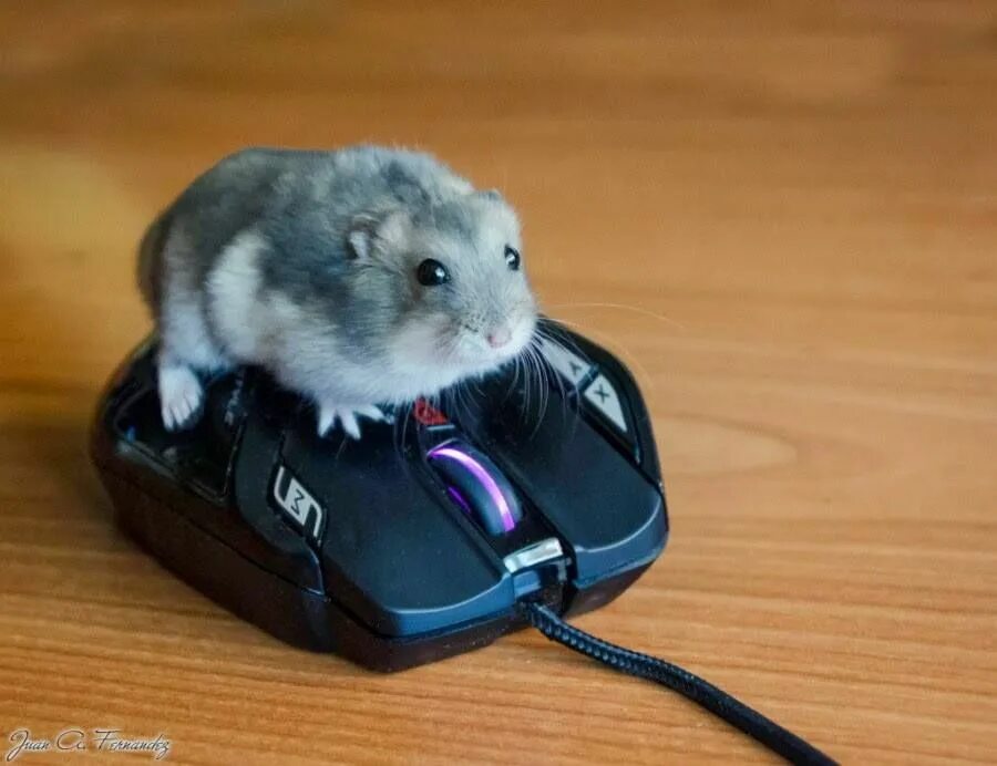Sad hamster violin hamster. Хомячок геймер. Хомяк Игроман. Хомяк геймер зверей. Smart Hamster интернет.
