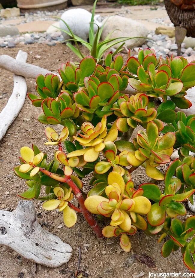Крассула солана. Crassula ovata &#039;solana&#039;. крассула нефритовое ожерелье. крассула овата фото.