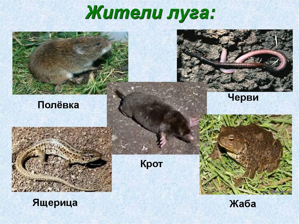 луг животные и растения. выдра болотная. 3 животных луга. животный мир луга. животные лугов.