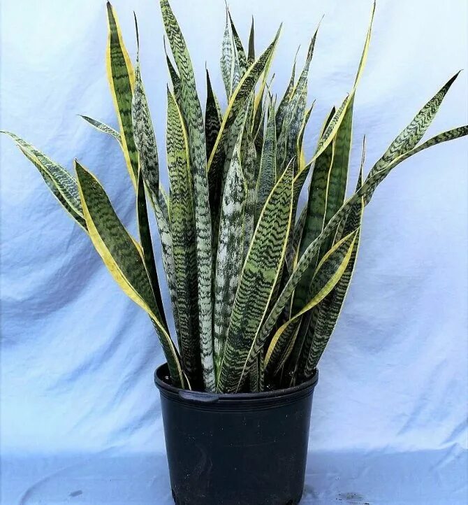 Сансевиерия фото. Сансевьера коротколистная. Сансевьера трехполосая. Sansevieria trifasciata. Сансевиерия трехполосная (щучий хвост).
