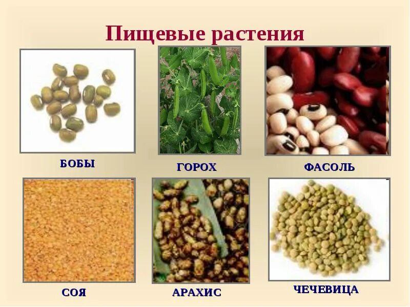 Как называется бобовое растение: найдено 67 изображений