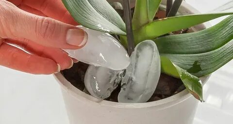 Орхидеи поливают чесночной водой