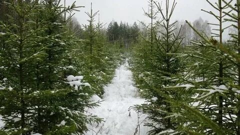 Вырубка елки в лесничестве