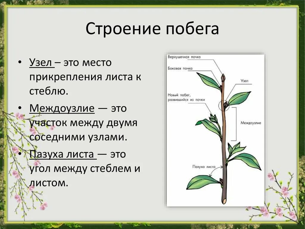 Назовите части побегов. Побег", "почка", "узел", "междоузлие биология. Междоузлие, побег, стебель. Побег узел междоузлие пазуха листа. Побег (узел междоузлие лист.