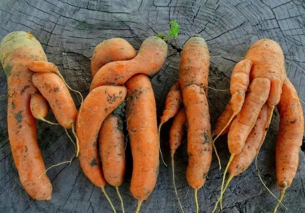Корявая морковка. Рогатая морковь. Корявая морковь. Необычные овощи. Уродливая морковь.