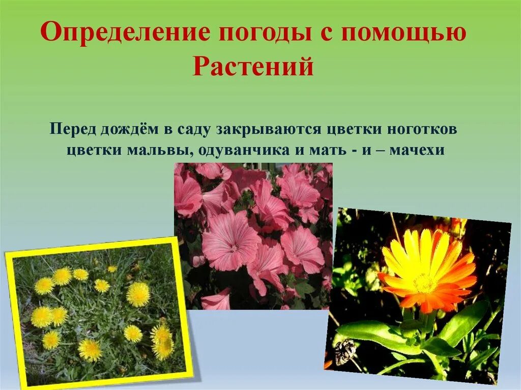 Приметы определяющие погоду. Приметы о растениях. Приметы по растениям. Народные приметы о растениях. Цветы барометры.