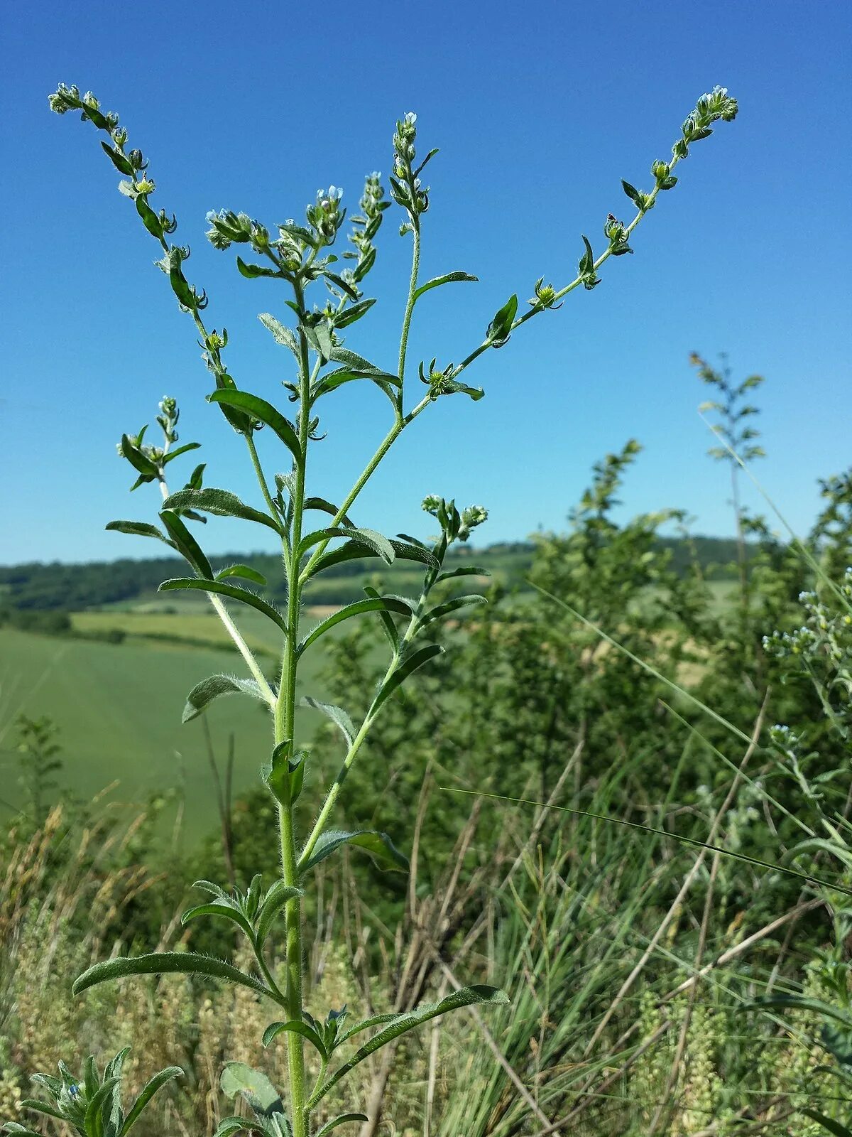 Сорняк обыкновенный. Липучка ежевидная (Lappula squarrosa),. Липучка растопыренная (Lappula squarrosa). Lappula squarrosa (Retz.) Dumort. – Липучка оттопыренная. Липучка сорное растение.