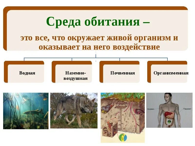 Существующие среды обитания. Среда обитания. среды обитания живых организмов. среба обитание живый орг. среды обитания ивыхорганизмов.
