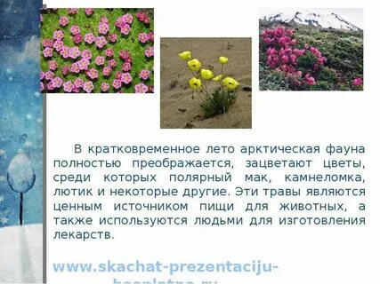 Полярный мак сообщение 4 класс