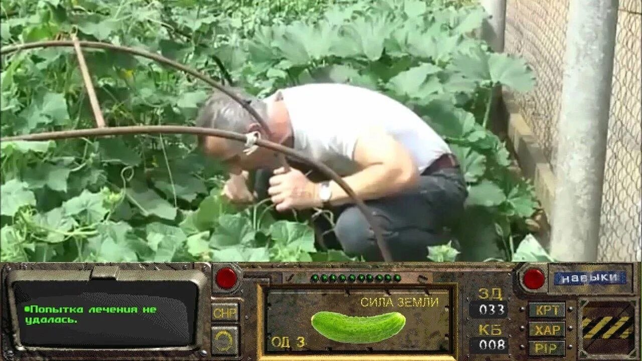 Доктор попов на грядке. Доктор попов живой огурец. Огурец в штанах. Не отрывая от ботвы. Доктор попов сила земли.