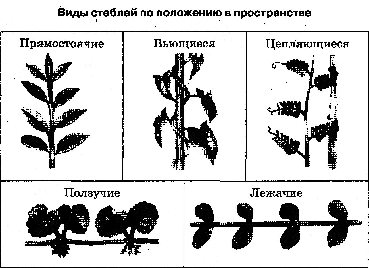 Строение и жизнедеятельность грибов