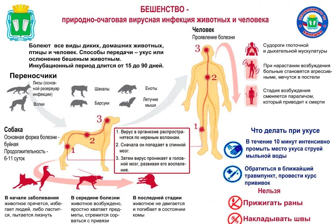 Какие болезни можно подцепить. Бешенство возбудитель пути передачи симптомы. Животные больные бешенством признаки поражения. Пути заражения вирусом бешенства. Бешенство способы заражения и симптомы.