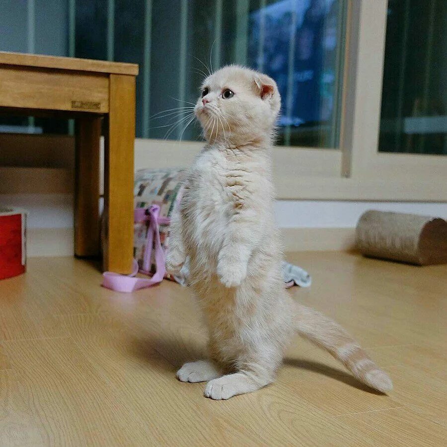 Кот на задних лапах. Манчкин котенок. Котенок стоит на лапах. Коты демотиваторы. Кротик на задних лапках.