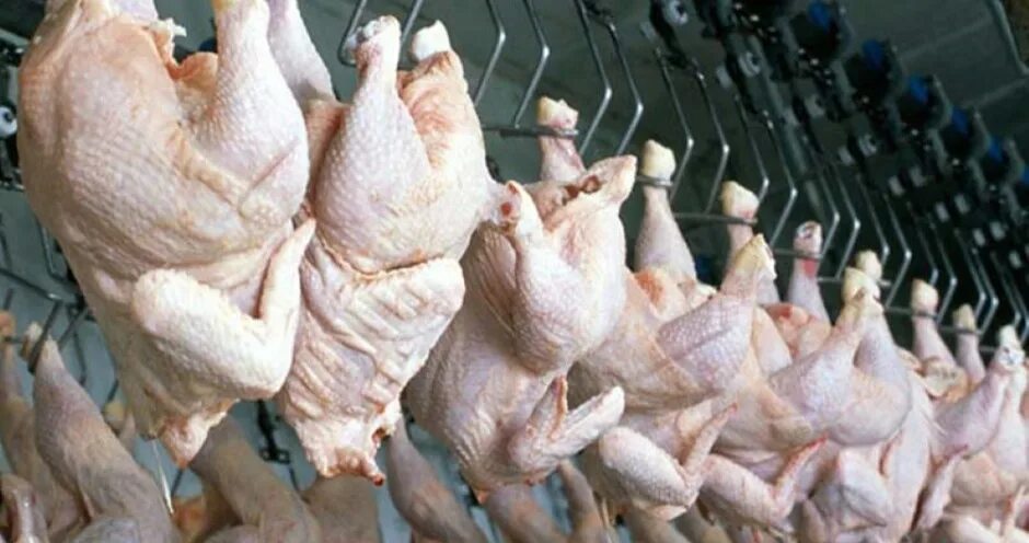 Реклама бройлеров и мяса. Производство мяса птиц. Мясная продуктивность птицы. Производители курятины. Производство мяса птицы.