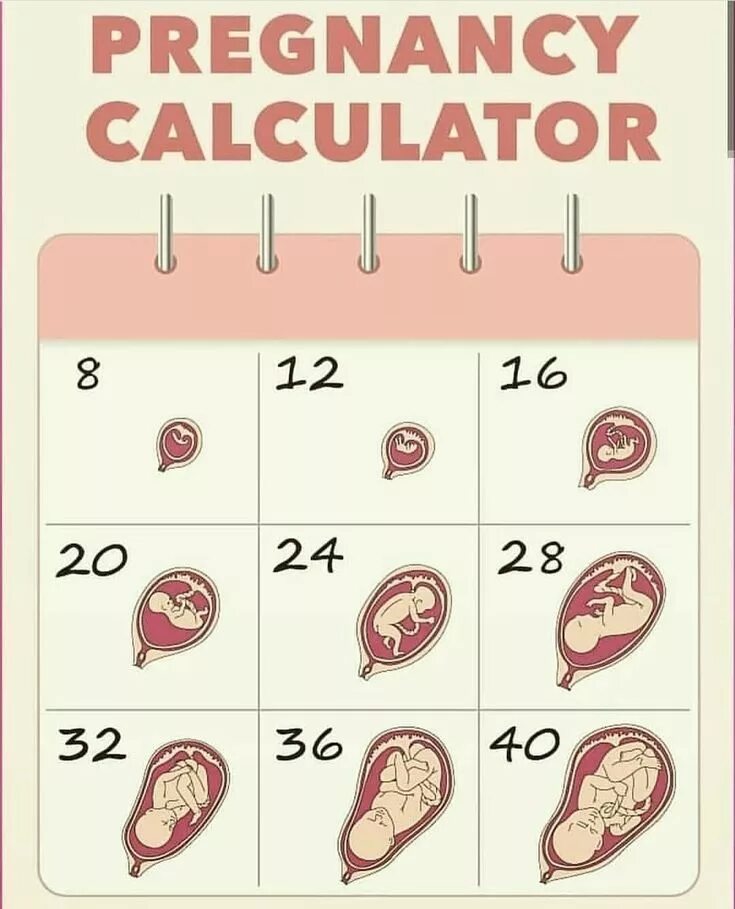 Рассчитать недели беременных. Календарь беременности. Календарик беременности. Беременность по неделям. Календарь беременности по неделям и месяцам.
