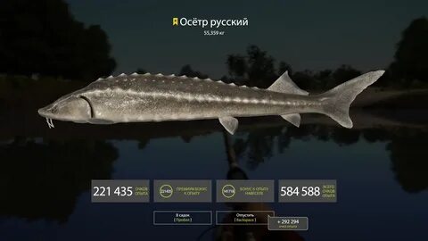 Как поймать осетра в реальной рыбалке