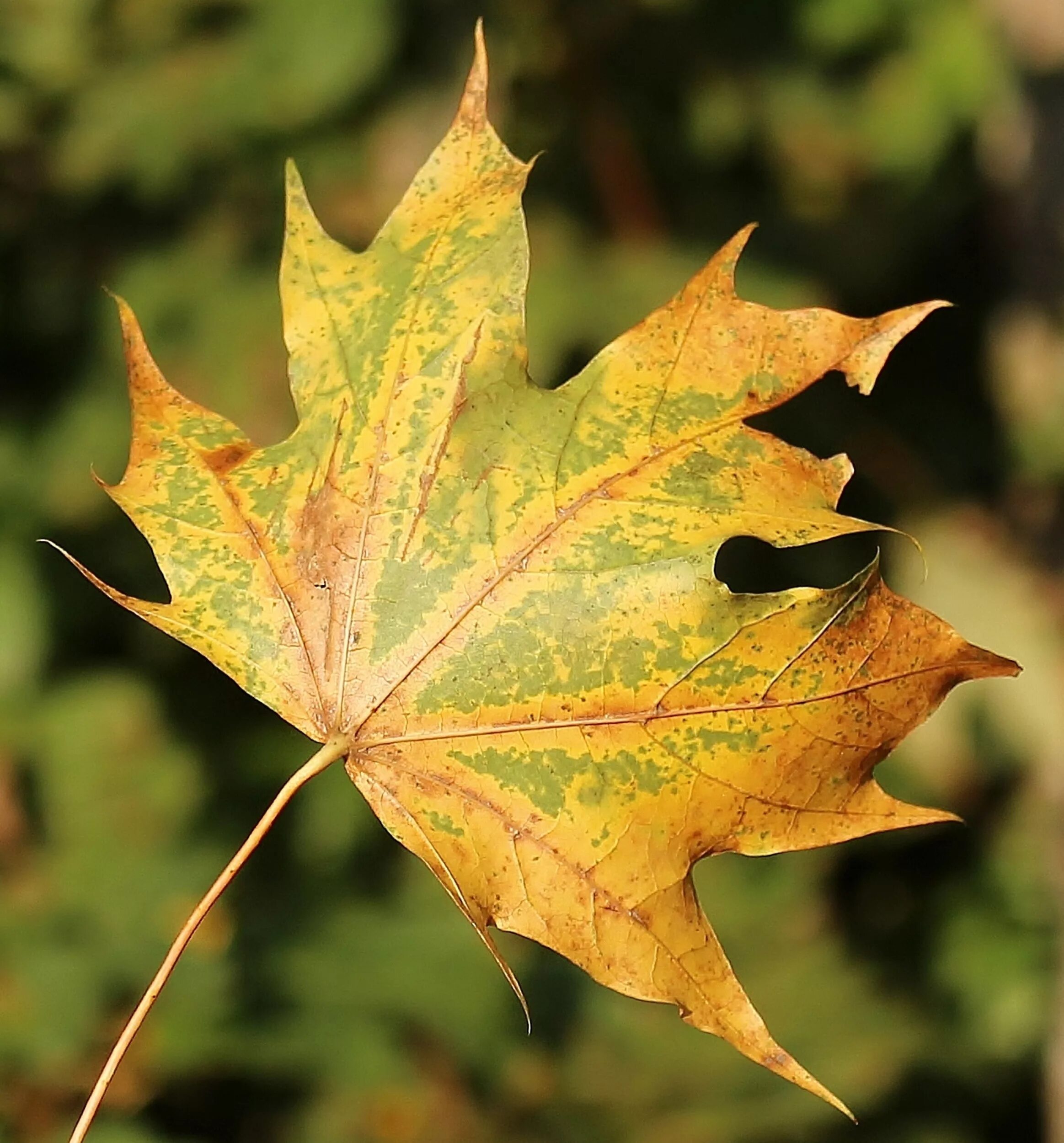 Изменения цвета листьев. Maple кленовый лист. Осенние листья. Осенние листочки. Кленовый лист осенью.