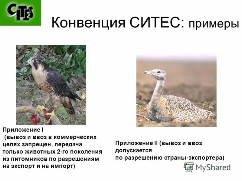 список ситес животные. ситес в россии. объекты фауны и флоры ситес. список ситес животные. список ситес животные.