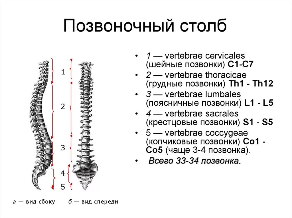 Строение позвоночника по отделам человека с расшифровкой. Отделы позвоночника анатомия латынь. Позвоночный столб. Отделы, позвонки. Позвонки l1 th7. Th1 th12 грудной отдел позвоночника.