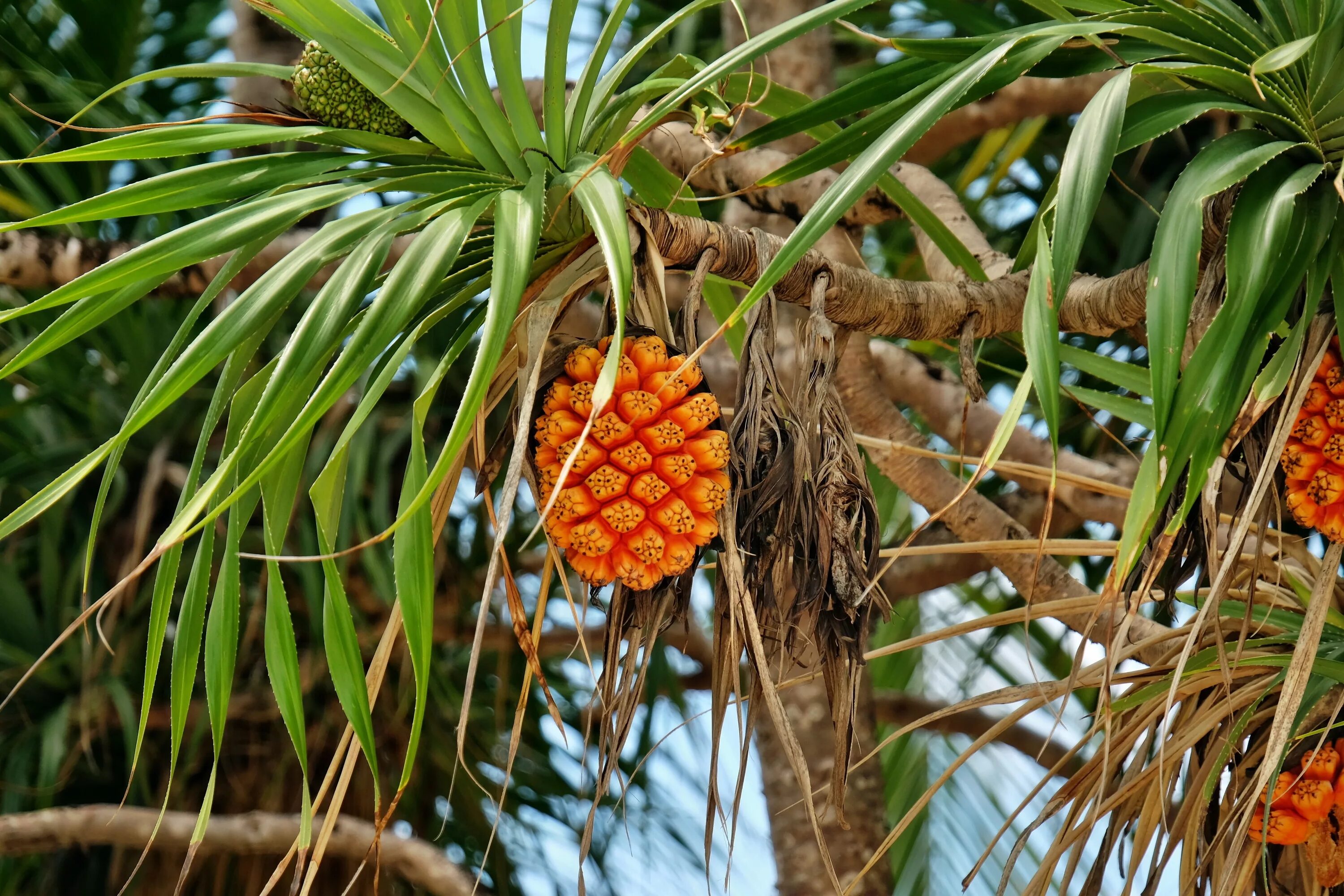 Фрукты которые растут на деревьях. Pandanus odorifer. Пальма панданус. Панданус дерево. Панданус Вейча.