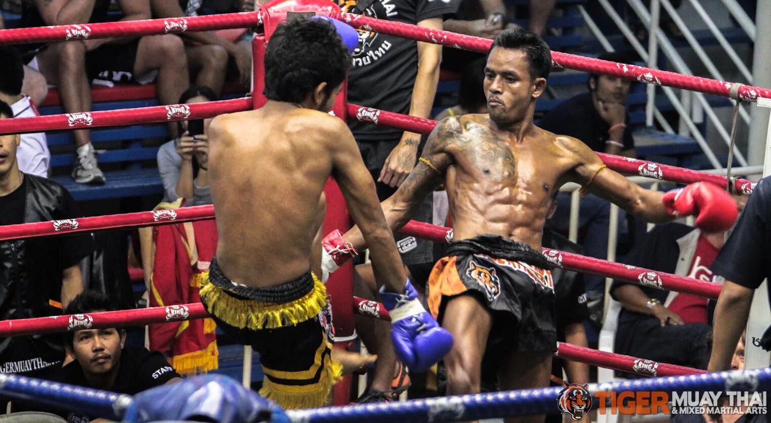 Tiger Muay Thai Camp. Пауло Коста Tiger Muay Thai. Тайгер ММА В Тайланде. Tiger Muay Thai and MMA Training Camp. Тайгер муай