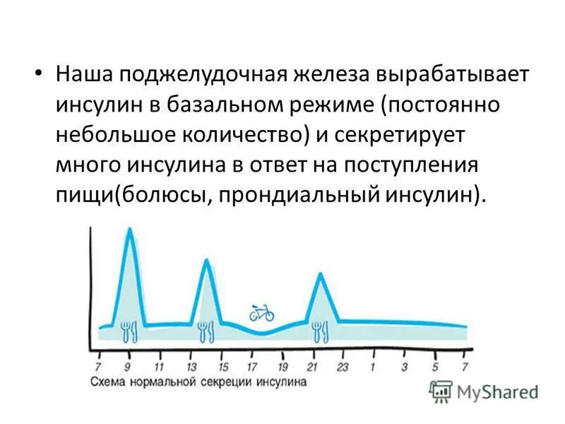 Инсулиновый шок. График выработки инсулина суточный. Схема выработки инсулина. Суточная выработка инсулина. Схема секреции инсулина.