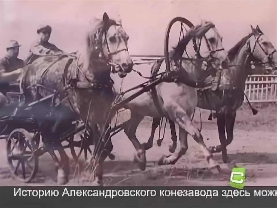 Драйвинг рейндж полноценный проект. Александровский конный завод касторенский район. Александровский конный завод ставропольского края официальный сайт. Ипподром курск. Фото на ипподроме в деревне.