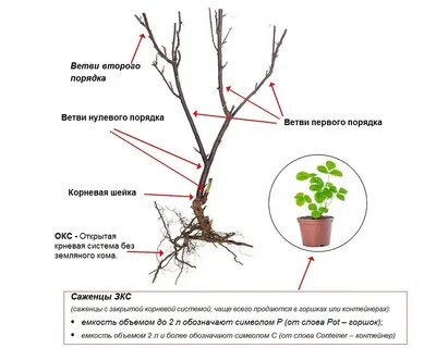 Обрезка голубики