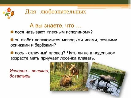 Какое животное является лесным исполином